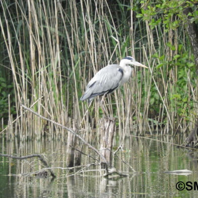 ENS - Marais de Saône