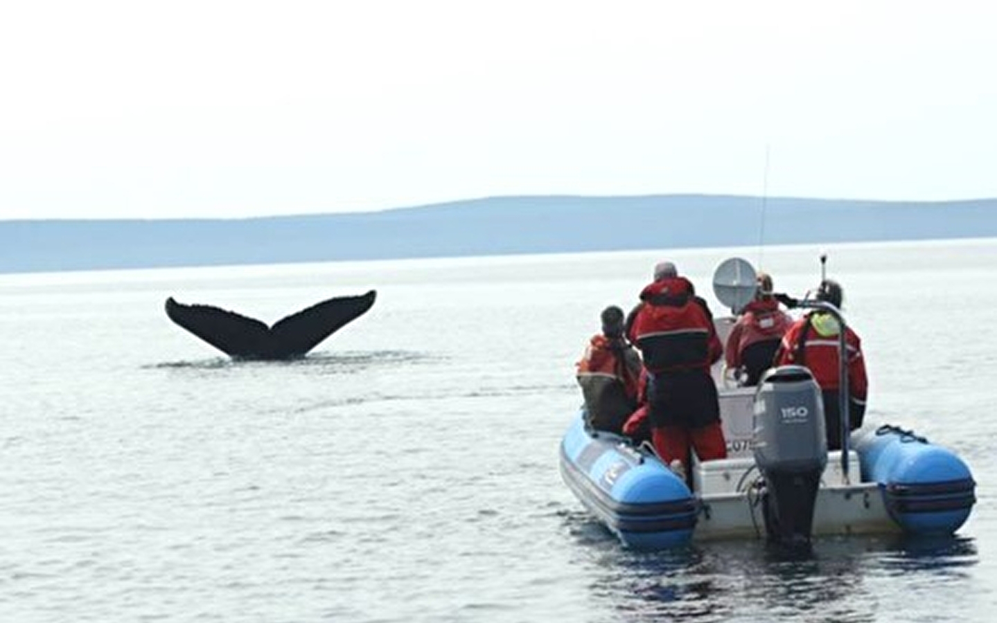 Conférence « Les chercheurs de baleines. Plongez au cœur de la science des océans ! » de Aude Lalis