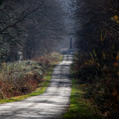 Forêt de chaux