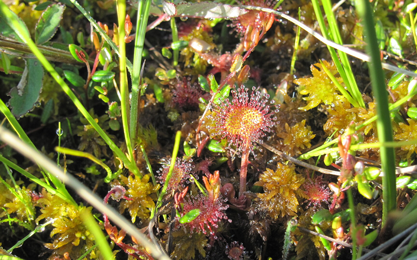 Sortie naturaliste : les plantes des tourbières de Frasne