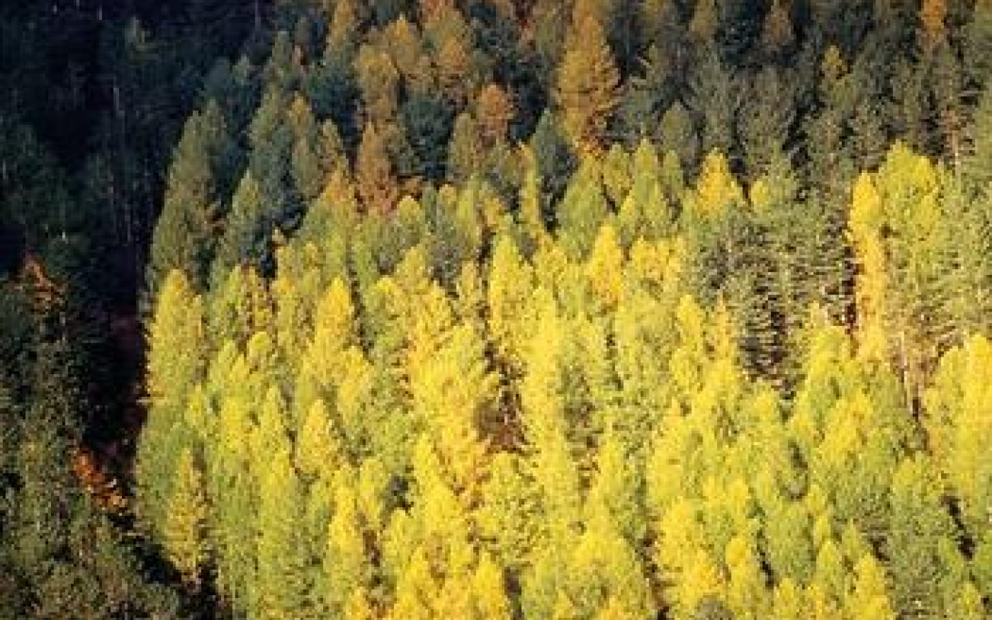 Sentier l'homme et la forêt