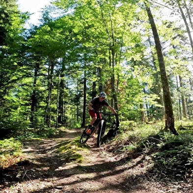 Piste VTT Enduro 5 bleu - La Pierre à l'ours - Espace FFC Ain Forestière