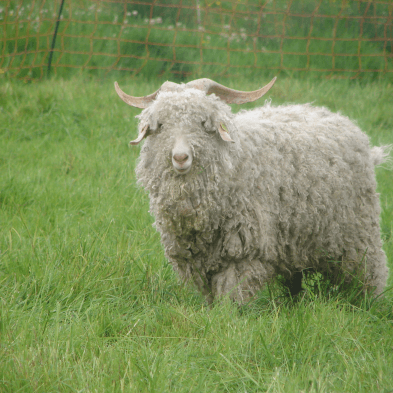 Mohair la vie côté douceur - Élevage de chèvres angora