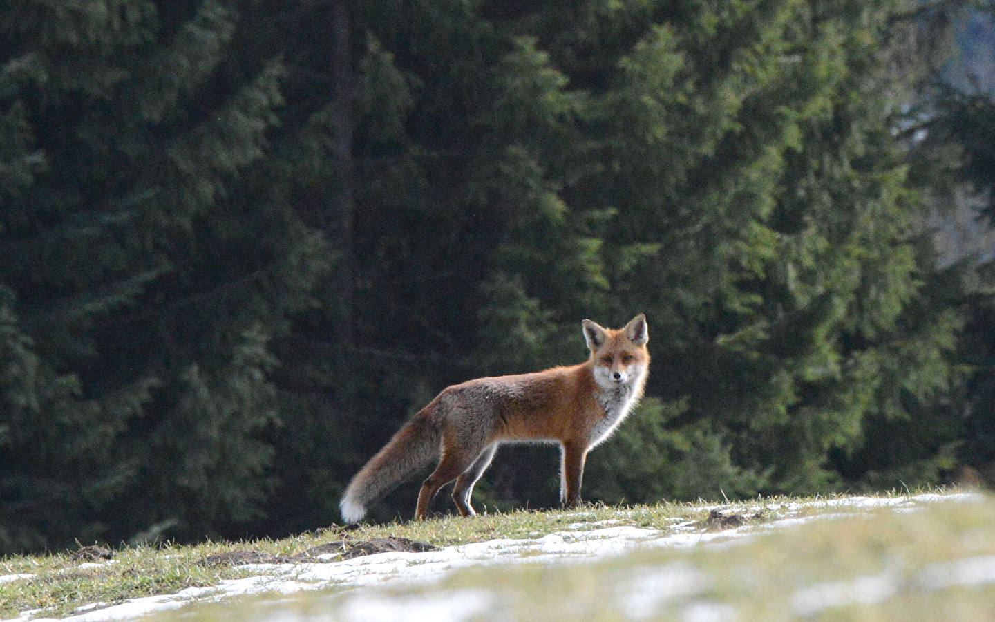 Conférence « Goupileries : Histoire de renard, vie et biologie » par Noël Jeannot