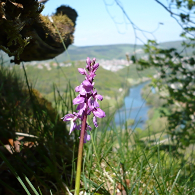 Mont Dommage