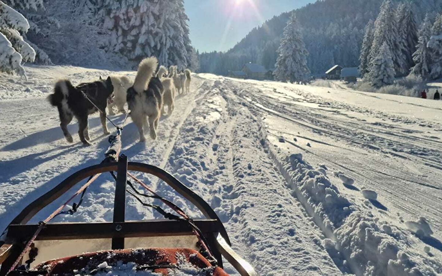 Chiens de traineau à la Praille