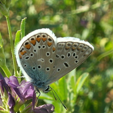 Réserve Naturelle du Marais de Lavours, ENS de l'Ain