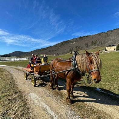 En été, promenade en calèche