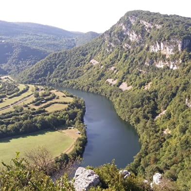 Rappel de la Pivoine