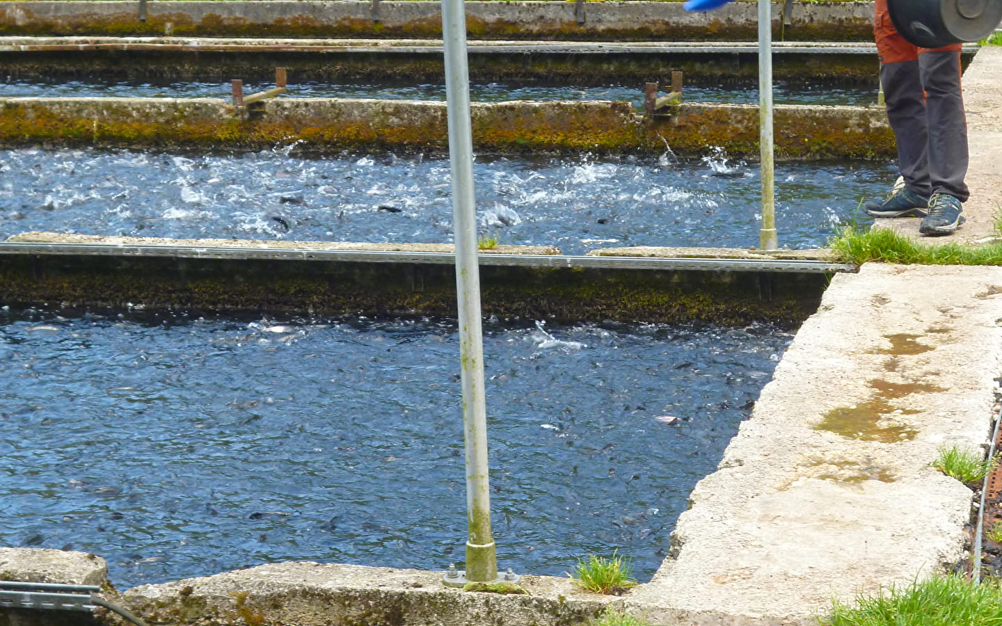 Pisciculture du Moulin de Pierre