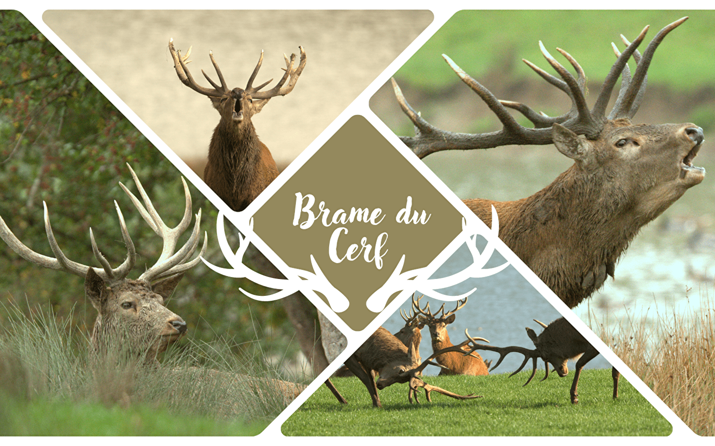 Soirées Brame du Cerf 2025