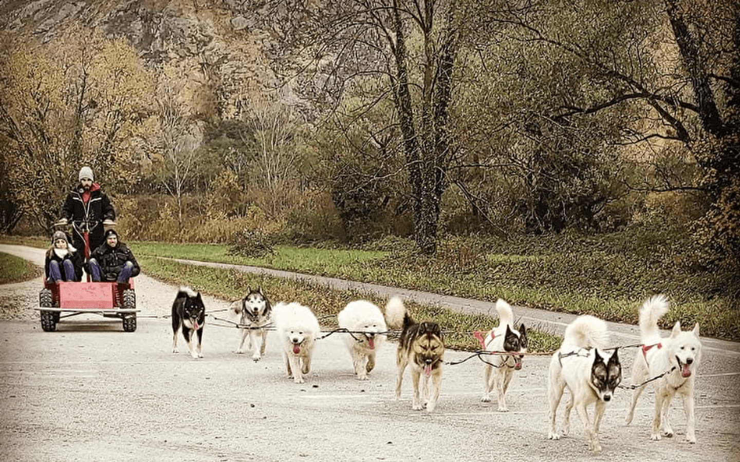 Cani-kart - Au cœur des loups