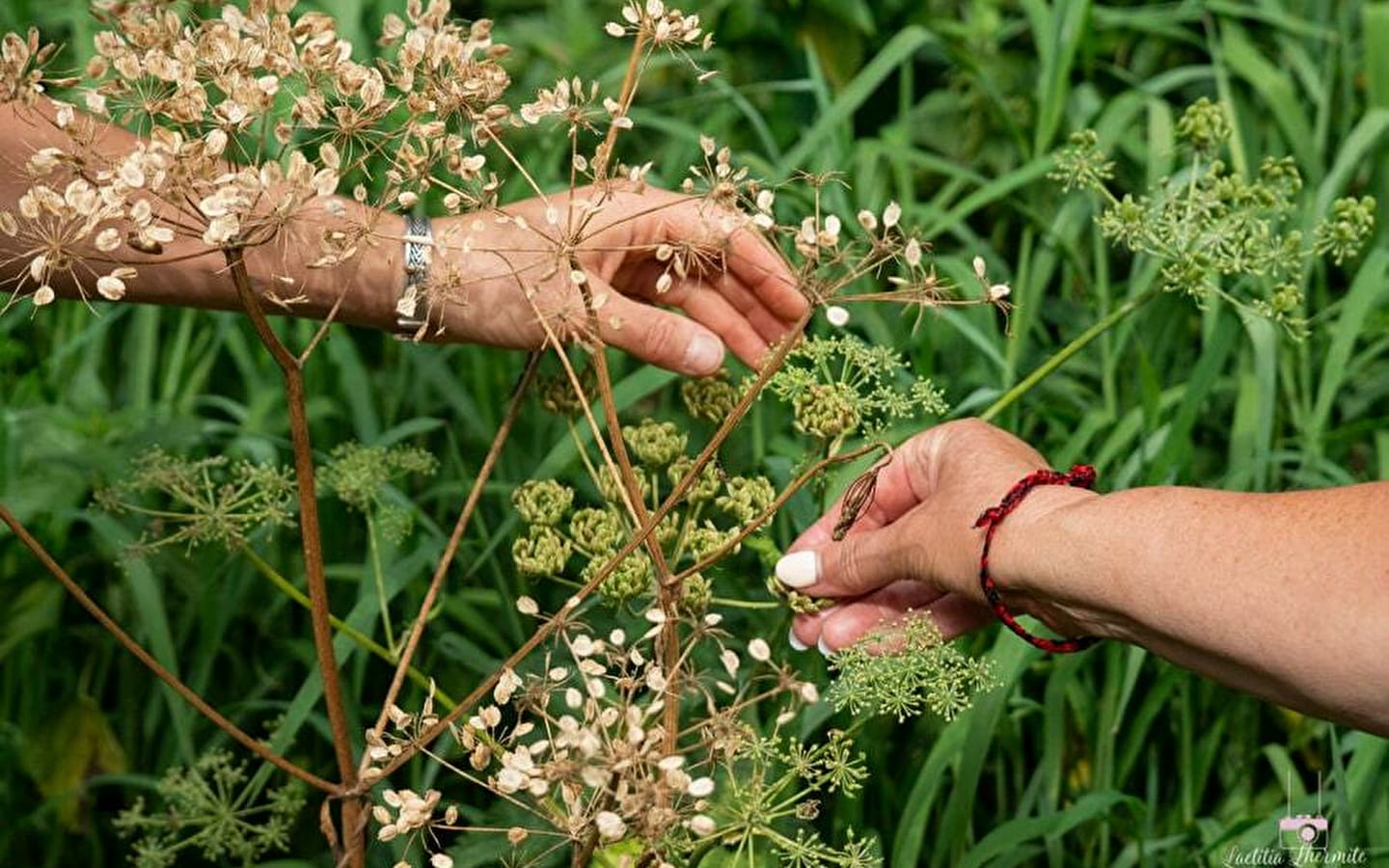 Serpe et Chaudron - Ateliers autour des Plantes sauvages et Balades botaniques