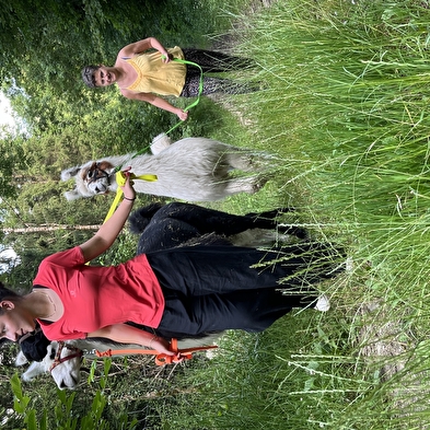 Balade avec les lamas
