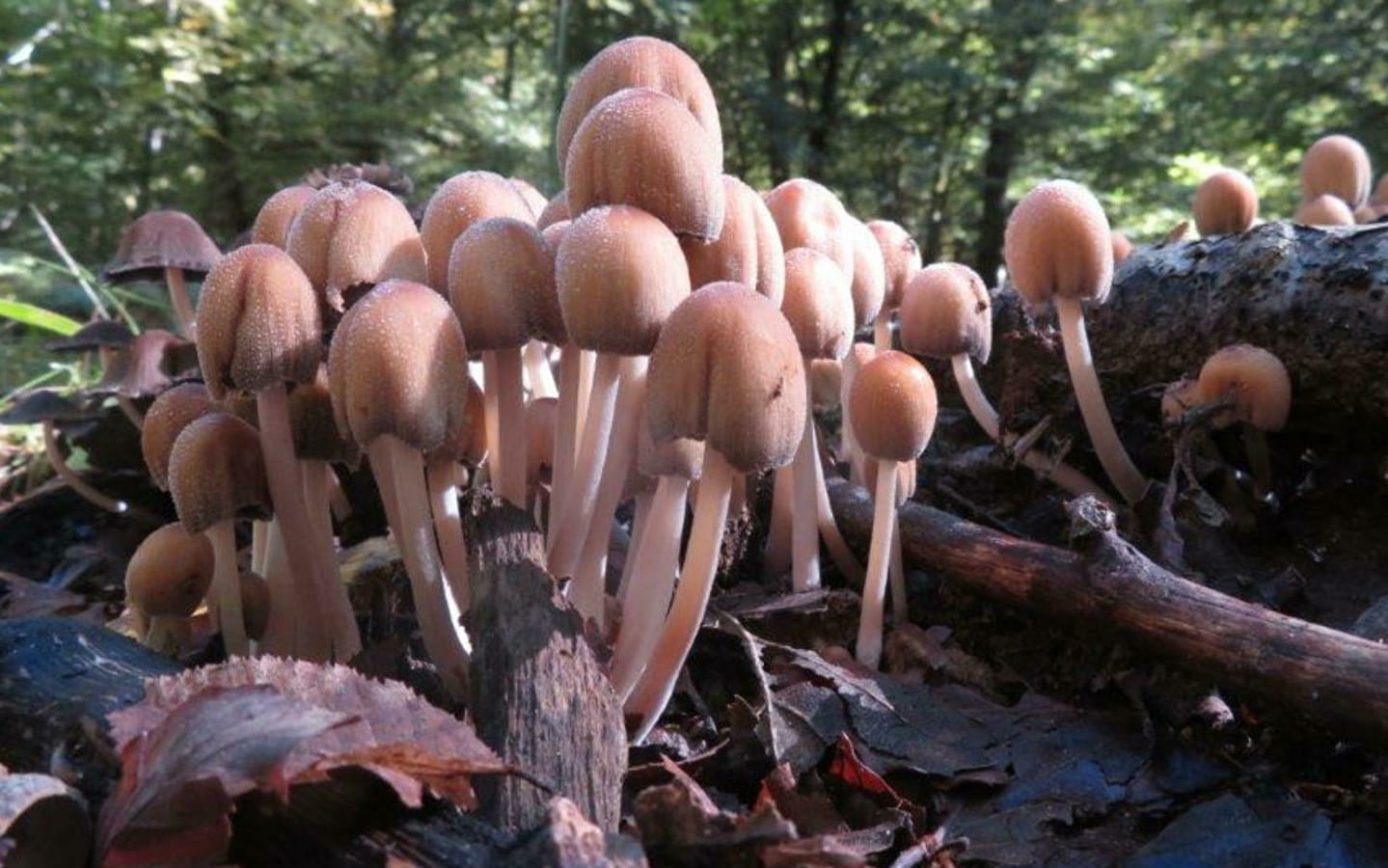 Sortie nature - À la rencontre des champignons