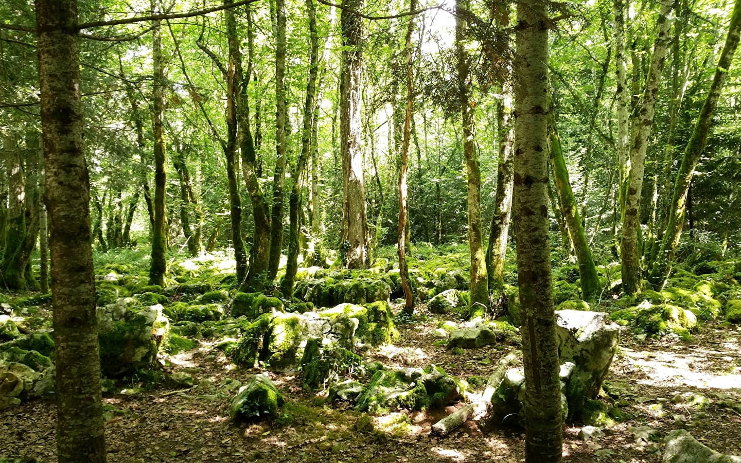 Le sentier du guêpier en forêt de Chaux