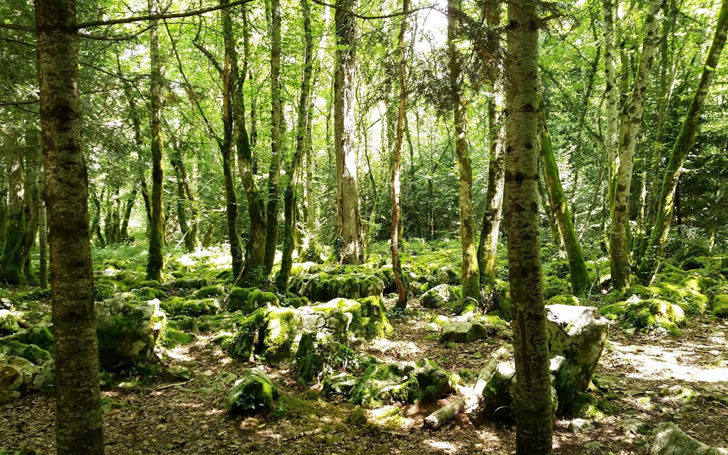 Le sentier du guêpier en forêt de Chaux 