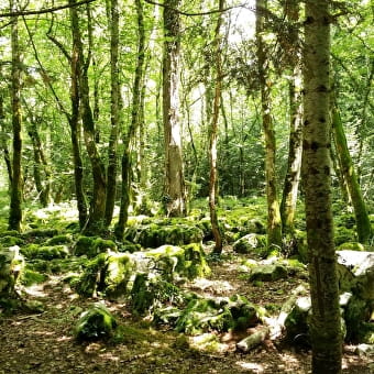 Le sentier du guêpier en forêt de Chaux - ETREPIGNEY