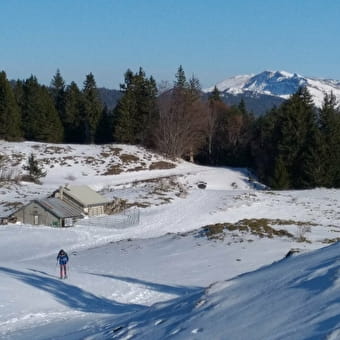 Randonnée raquettes avec Lézard des Bois - PLATEAU D'HAUTEVILLE
