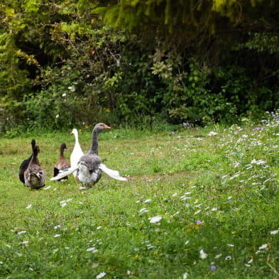 Aire de camping-car - Scierie des lacs