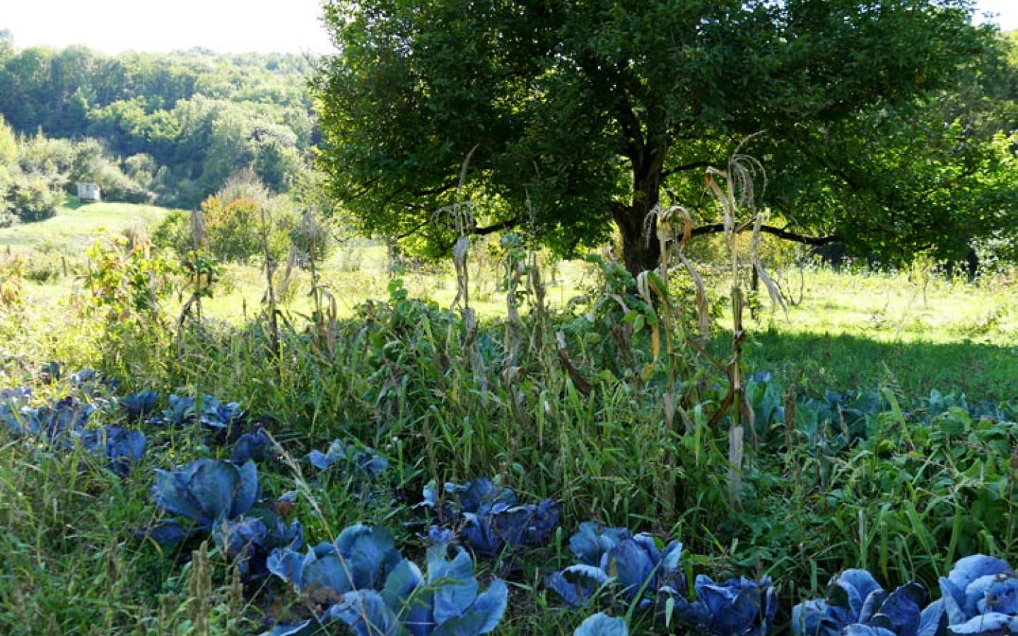 Les Jardins de Grusse