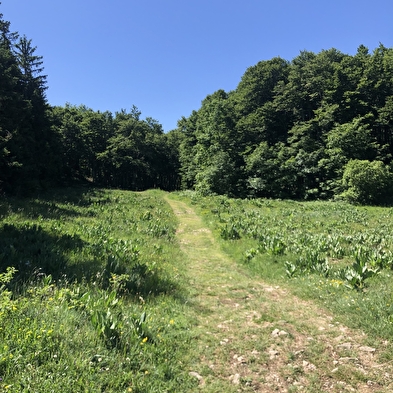 Parcours VTT 15 noir - Le grand tour du plateau de Retord - Espace FFC Ain Forestière
