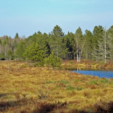 Réserve Naturelle Régionale Tourbières de Frasne Bouverans