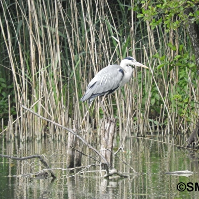 Boucle des milieux naturels du marais de Saône