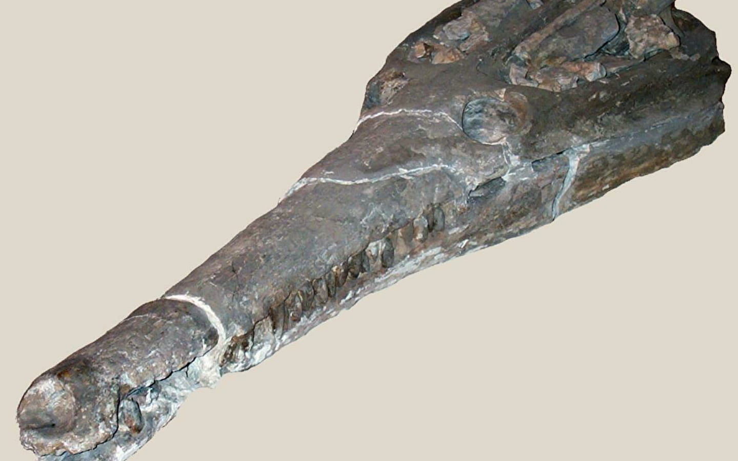 Sténéosaurus Burgensis