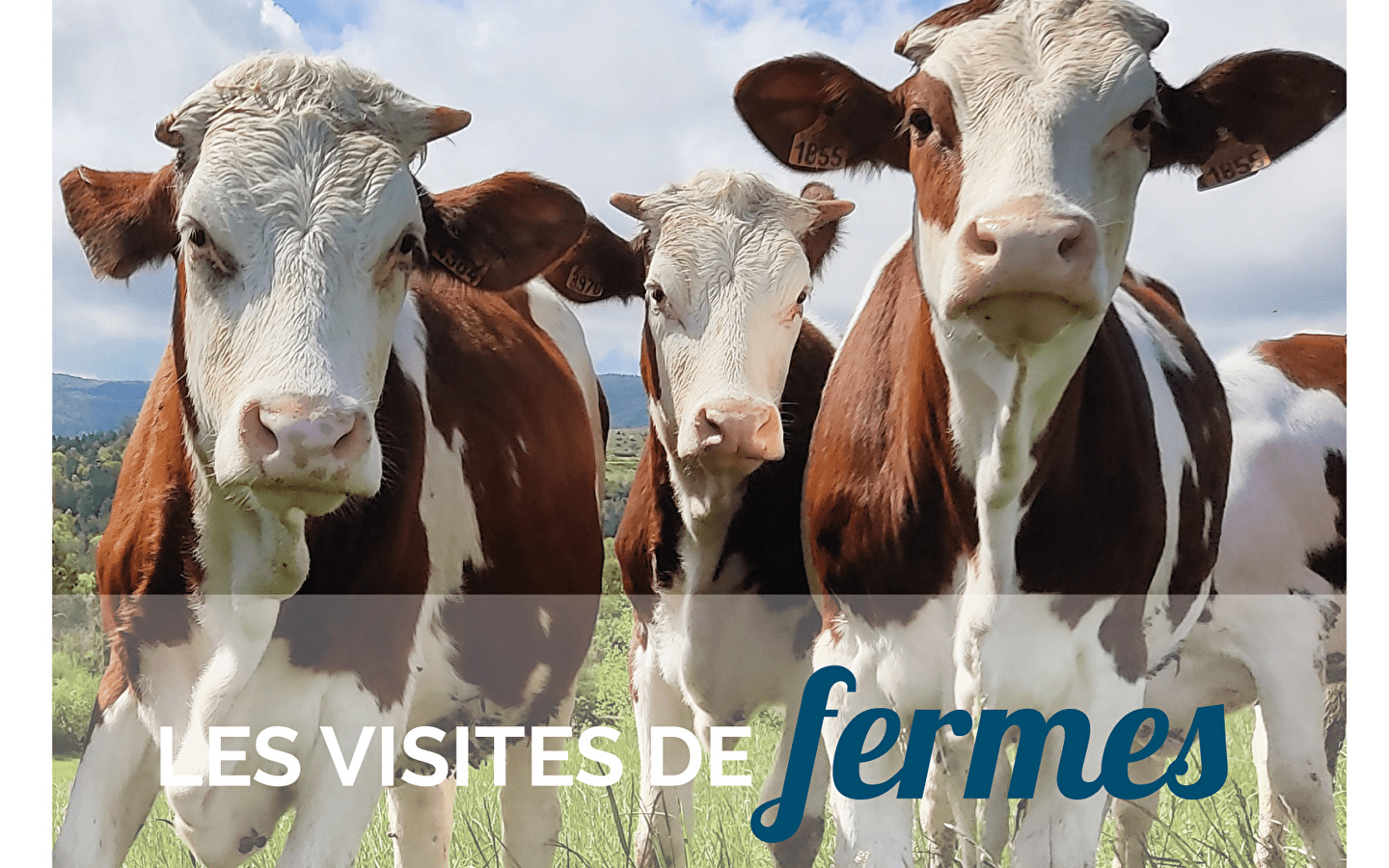 Visite de la ferme laitière Jean Richard de Cogna - Mardi