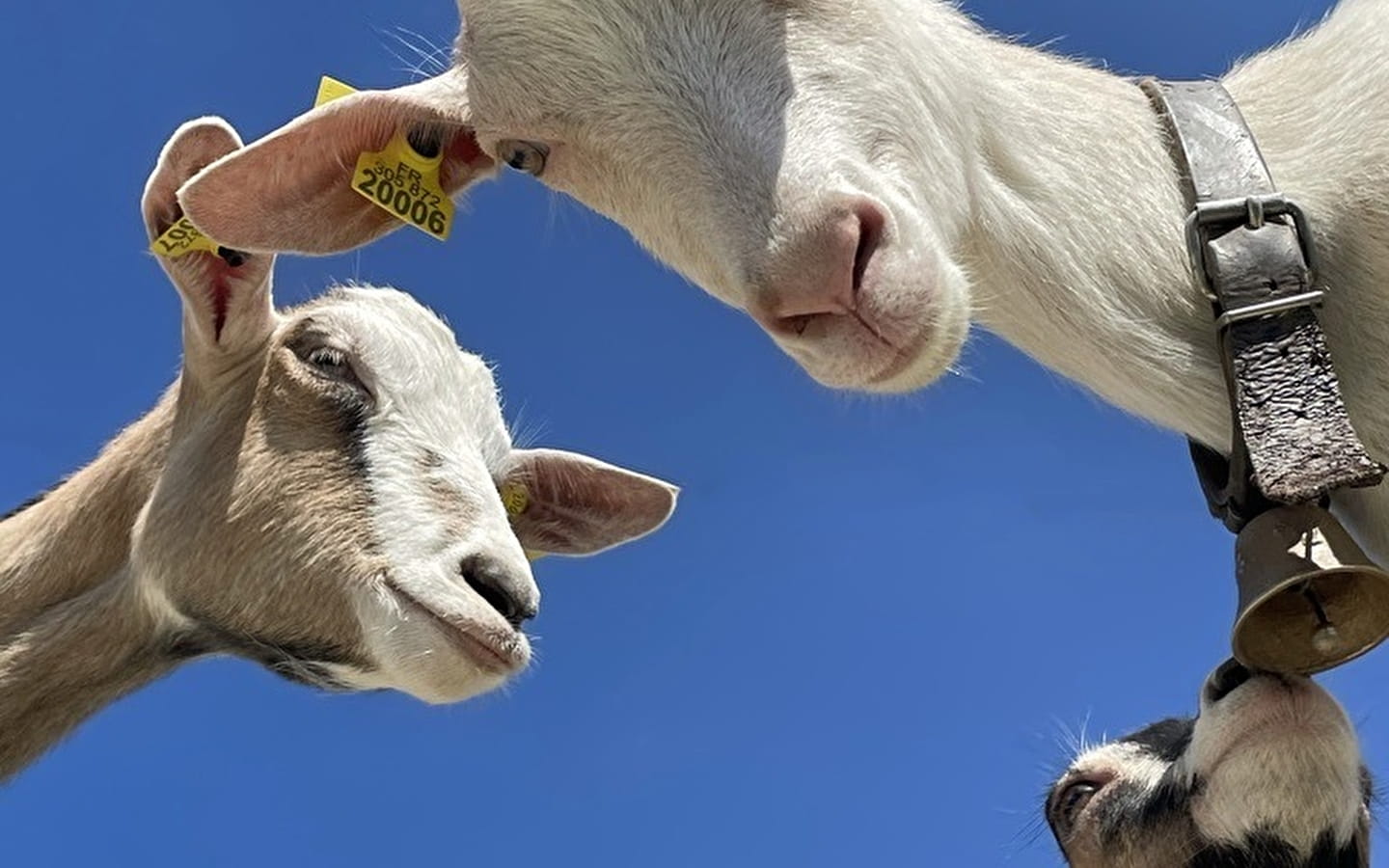 Visite de la ferme de la fruitiere