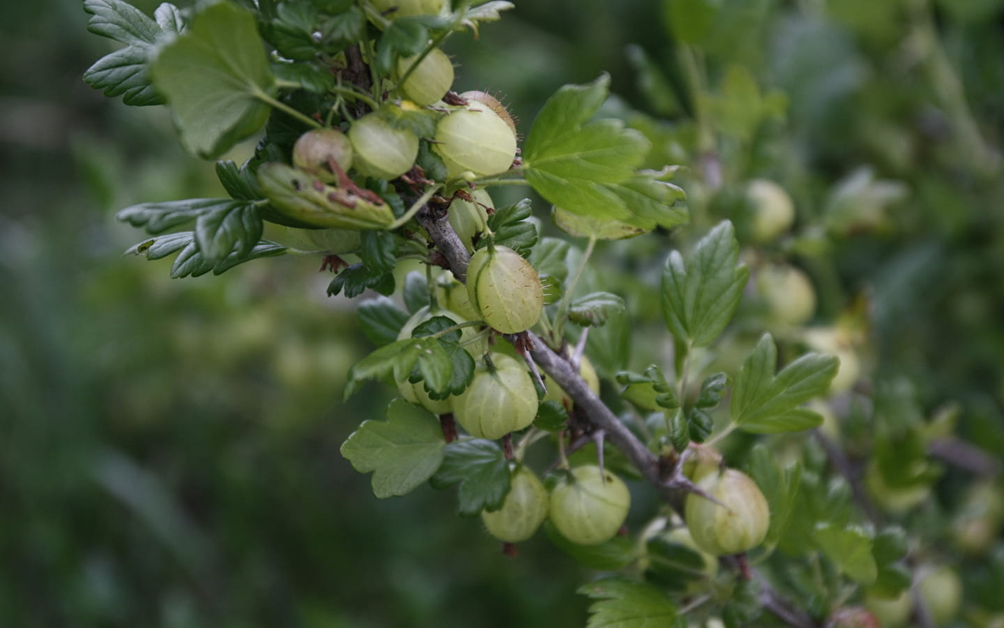 Au Millieu des fruits du Bugey