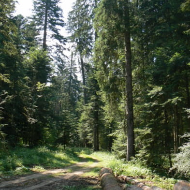 La Route des Sapins