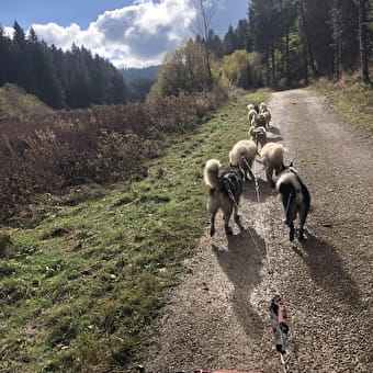 Cani-kart - Au cœur des loups - PLATEAU D'HAUTEVILLE