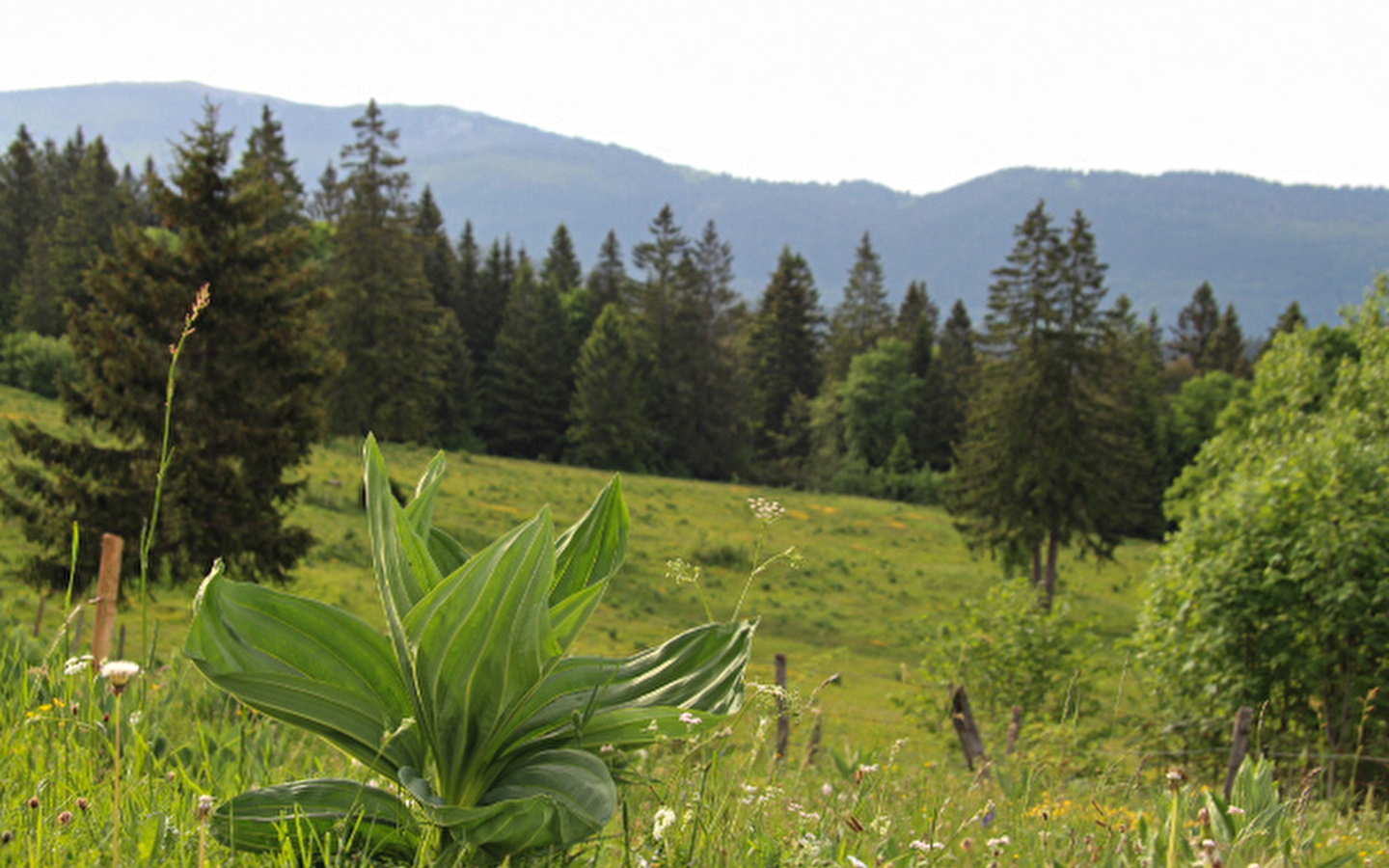 VFF-049_1 - Variante De Pontarlier à l’Auberson/Sainte-Croix
