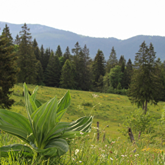 VFF-049_1 - Variante De Pontarlier à l’Auberson/Sainte-Croix - PONTARLIER