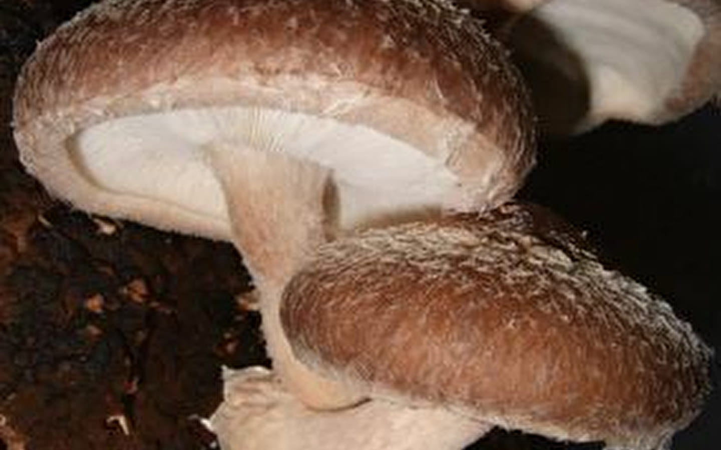 ChampiBio Mu&Co, champignons