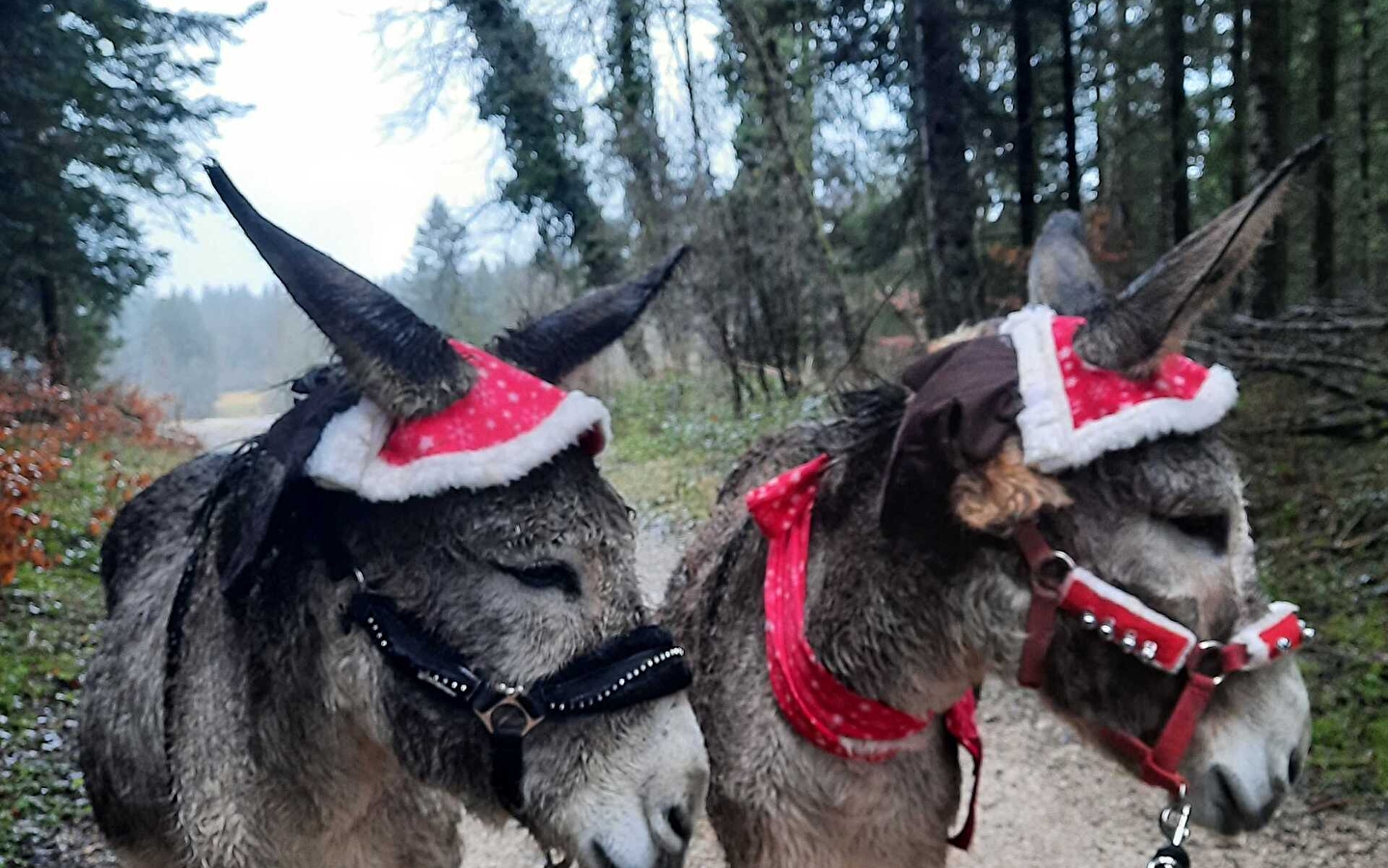Balade avec les ânes