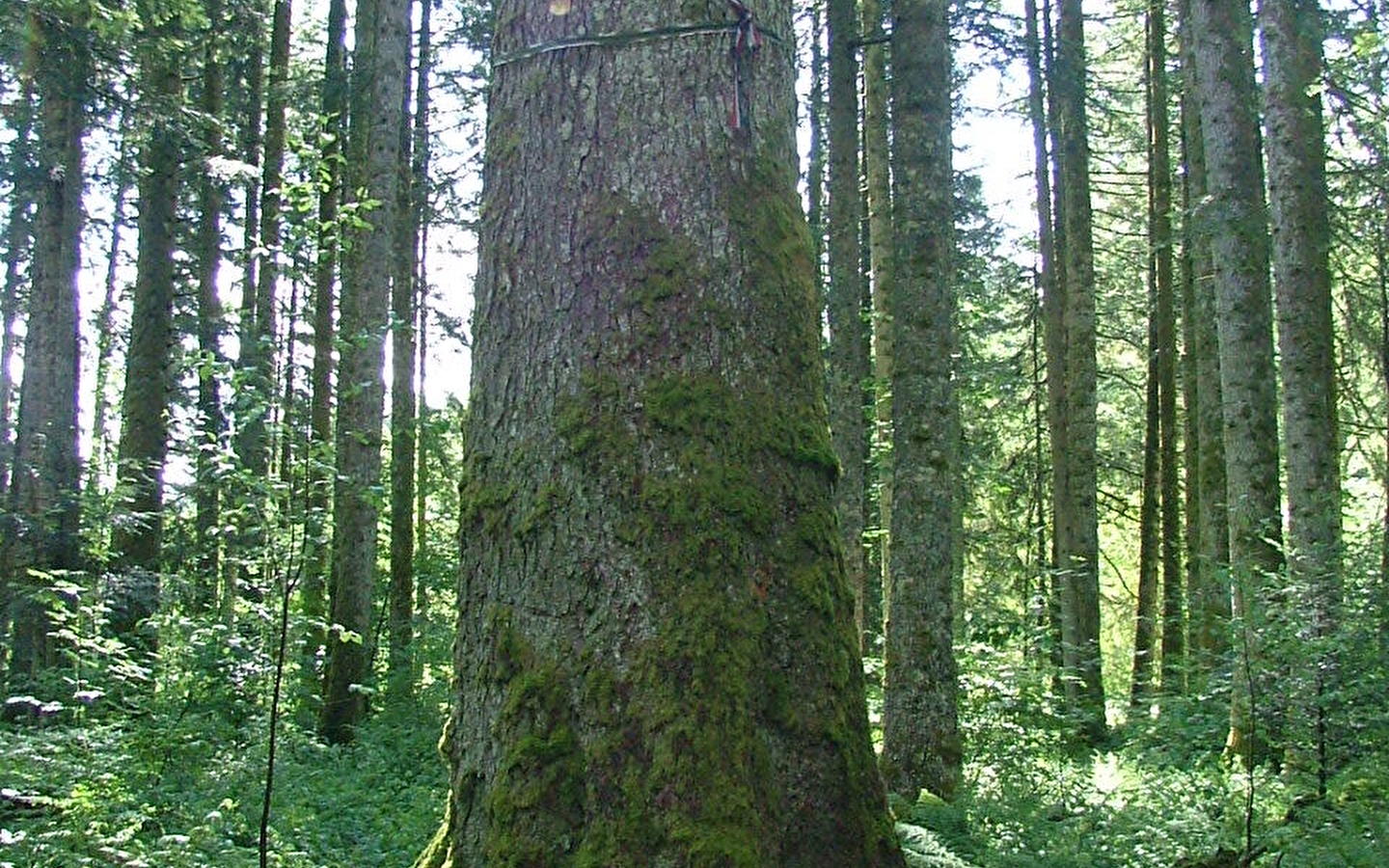 Sentier des Géants