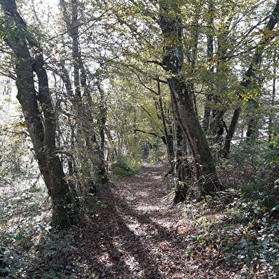 Circuit VTTAE n°4 (rouge) - La Voie Royale des bois de But