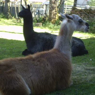 Les lamas d'Anny