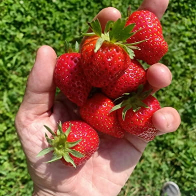 La Planche - cueillette de fruits rouges