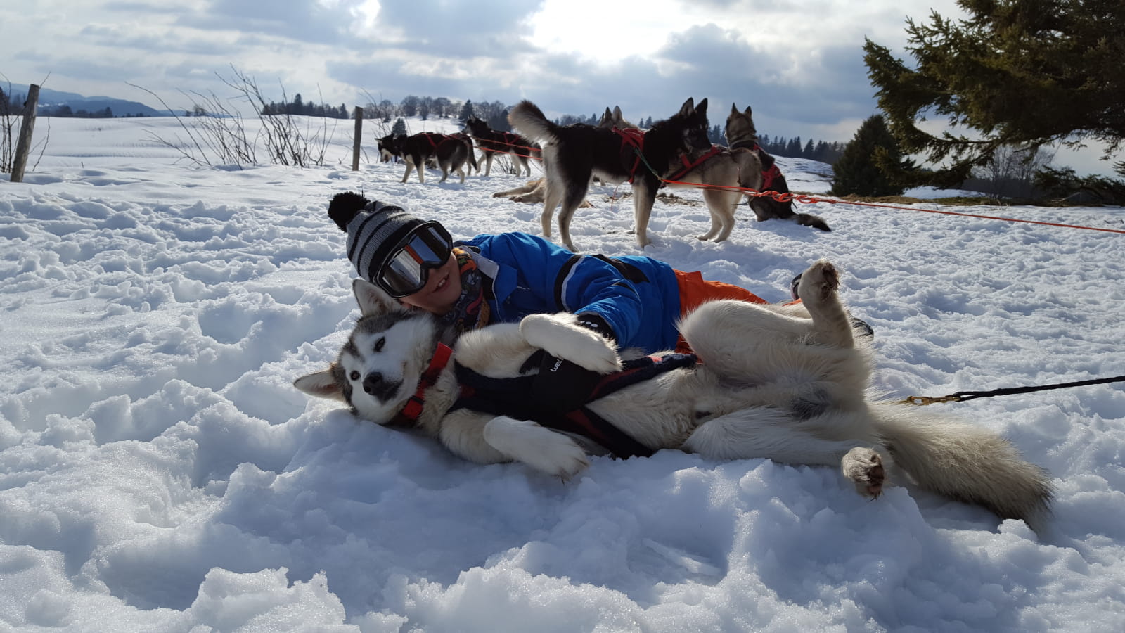 Initiation aux chiens de traîneaux | Montagnes du Jura