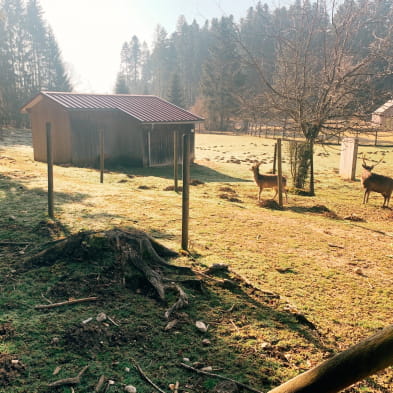 Route des Sapins