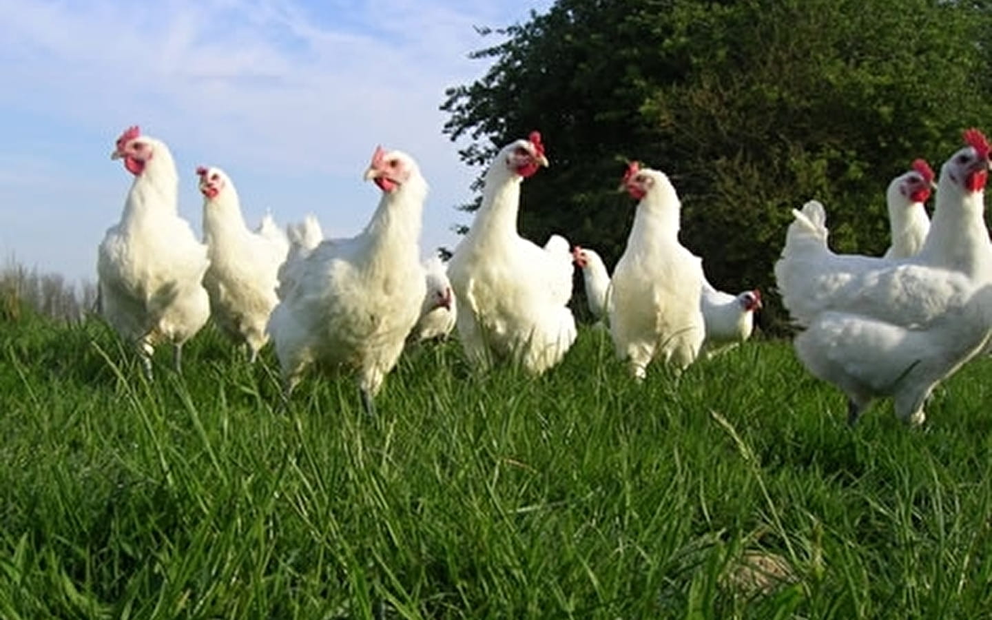 Ferme Roussel-Voisard