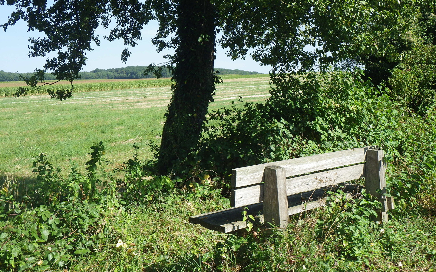 Chemin Vert