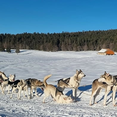 Baptême en chiens de traîneau Evasion Terre-Neige