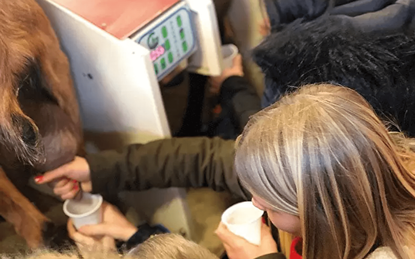 A la découverte de la traite des chèvres