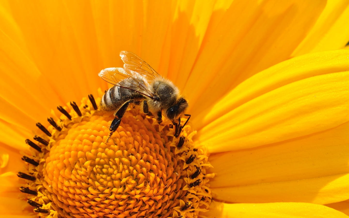 Atelier enfant 123 nature : Relève le défi de la pollinisation
