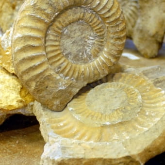 Musée de Paléontologie Géologie et des Minéraux - ROUGEMONT
